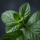 Extracto de Menta