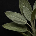 Salvia officinalis
